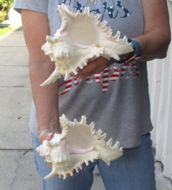 Two 8" Murex Ramosus - $24