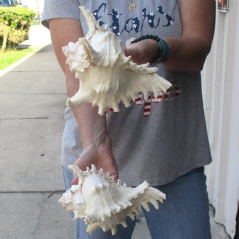 Two 8" Murex Ramosus - $24