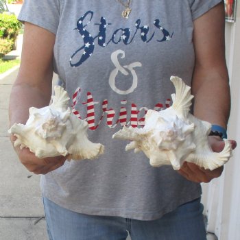 Two 8" Murex Ramosus - $24