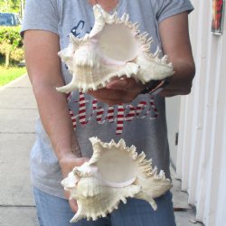 Two 8" Murex Ramosus - $24