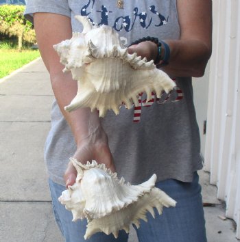 Two 8" Murex Ramosus - $24