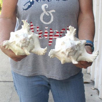 Two 8" Murex Ramosus - $24