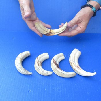 5 pc lot of 6 inch Warthog Tusks - $45/lot