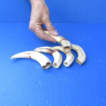 5 pc lot of 6 inch Warthog Tusks - $45/lot
