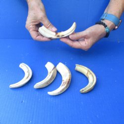 5 pc lot of 6 inch Warthog Tusks - $45/lot