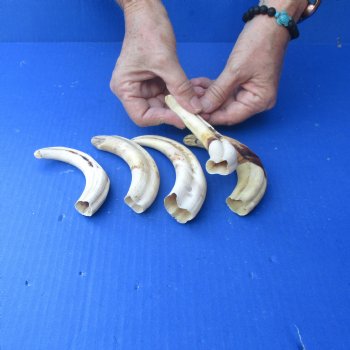 5 pc lot of 6 inch Warthog Tusks - $45/lot