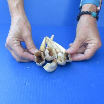 5 pc lot of 6 inch Warthog Tusks - $45/lot