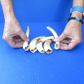 5 pc lot of 6 inch Warthog Tusks - $45/lot