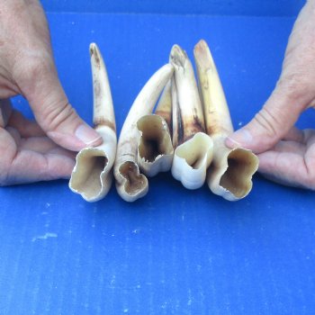 5 pc lot of 6 inch Warthog Tusks - $45/lot