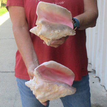 2 piece lot of 6 & 7" B-Grade Pink Conch Slit Shells for sale for $16