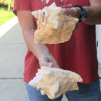 2 piece lot of 6 & 7" B-Grade Pink Conch Slit Shells for sale for $16