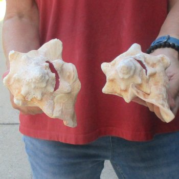 2 piece lot of 6 & 7" B-Grade Pink Conch Slit Shells for sale for $16
