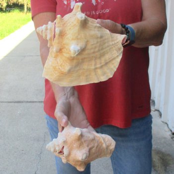 2 piece lot of 6 & 7-1/2" B-Grade Pink Conch Slit Shells for sale for $16