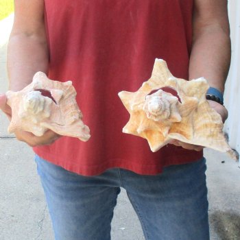 2 piece lot of 6 & 7-1/2" B-Grade Pink Conch Slit Shells for sale for $16