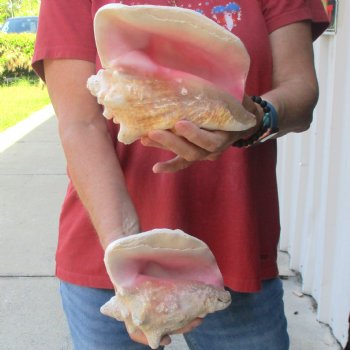 2 piece lot of 5-1/2 & 7" B-Grade Pink Conch Slit Shells for sale for $16
