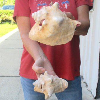 2 piece lot of 5-1/2 & 7" B-Grade Pink Conch Slit Shells for sale for $16