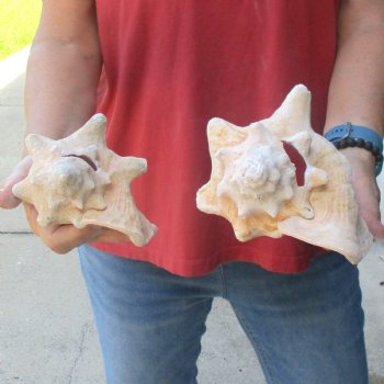 2 piece lot of 5-1/2 & 7" B-Grade Pink Conch Slit Shells for sale for $16
