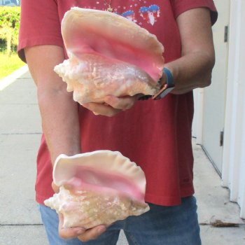 Buy this 2 pc lot of 7" Pink Conchs - $24/lot