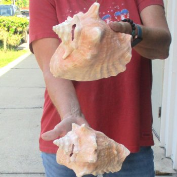 Buy this 2 pc lot of 7" Pink Conchs - $24/lot