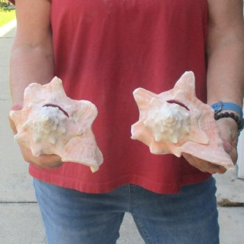 Buy this 2 pc lot of 7" Pink Conchs - $24/lot