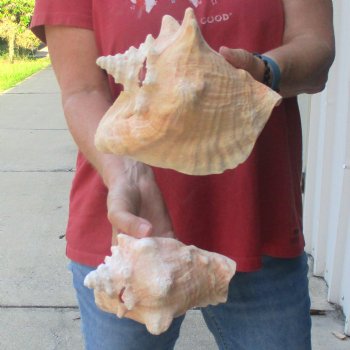 Buy this 2 pc lot of 6-1/2 & 7-1/2" Pink Conchs - $24/lot
