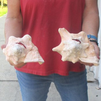 Buy this 2 pc lot of 6-1/2 & 7-1/2" Pink Conchs - $24/lot