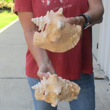 Buy this 2 pc lot of 6-3/4 & 7-1/2" Pink Conchs - $24/lot