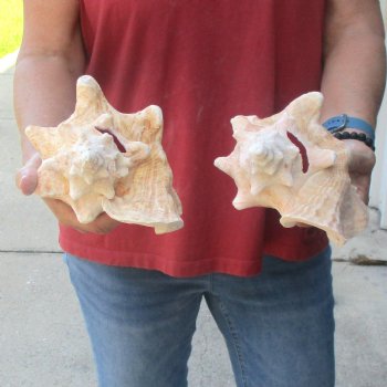 Buy this 2 pc lot of 6-3/4 & 7-1/2" Pink Conchs - $24/lot