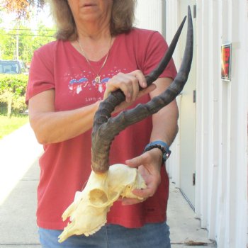 B-grade African impala skull with horns 19" for $85