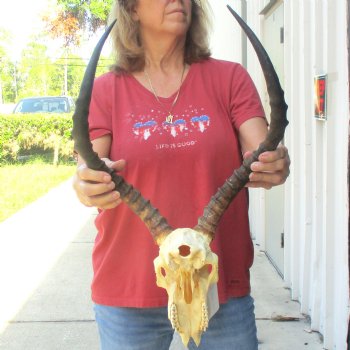 B-grade African impala skull with horns 19" for $85