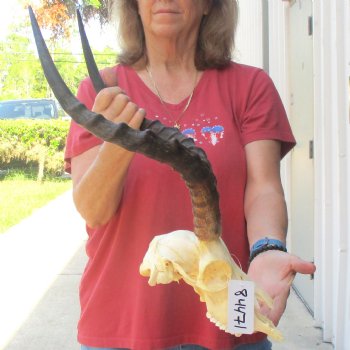 B-grade African impala skull with horns 19" for $85
