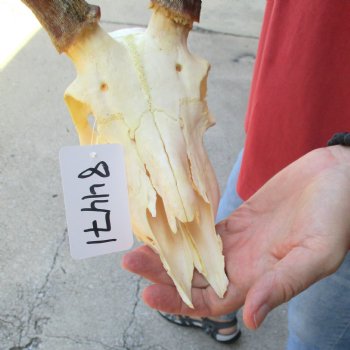 B-grade African impala skull with horns 19" for $85