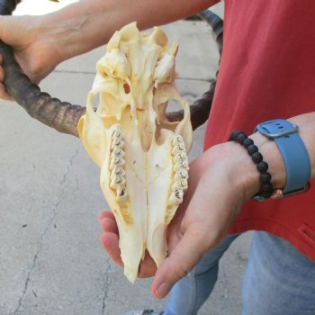 B-grade African impala skull with horns 19" for $85