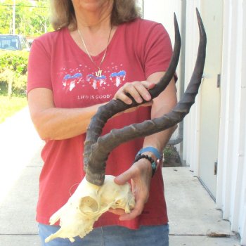 B-grade African impala skull with horns 21" for $85