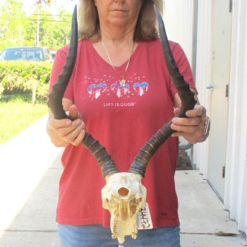 B-grade African impala skull with horns 21" for $85