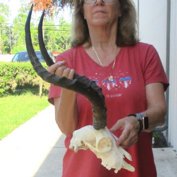 B-grade African impala skull with horns 21" for $85