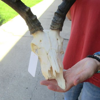 B-grade African impala skull with horns 21" for $85