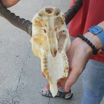 B-grade African impala skull with horns 21" for $85
