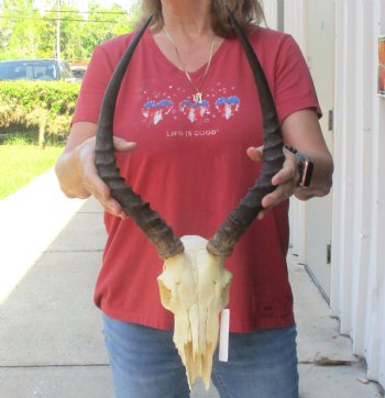 B-grade African impala skull with horns 17" for $85