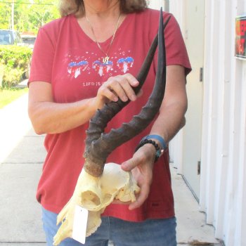 B-grade African impala skull with horns 17" for $85