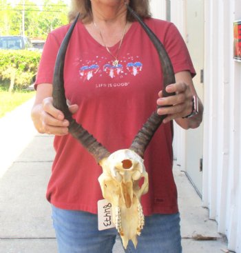 B-grade African impala skull with horns 17" for $85