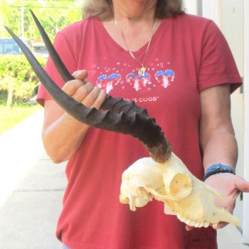 B-grade African impala skull with horns 17" for $85