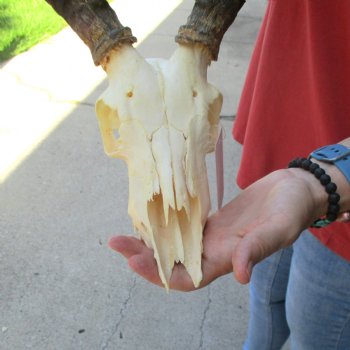 B-grade African impala skull with horns 17" for $85