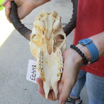 B-grade African impala skull with horns 17" for $85