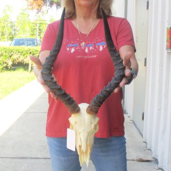 B-grade African impala skull with horns 18" for $85