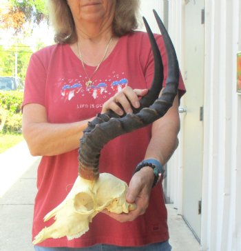 B-grade African impala skull with horns 18" for $85