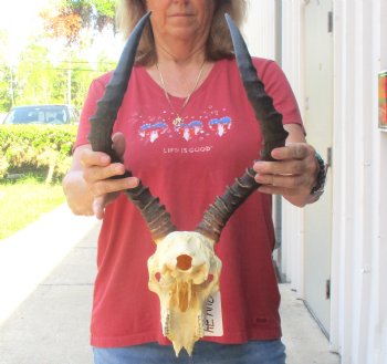 B-grade African impala skull with horns 18" for $85