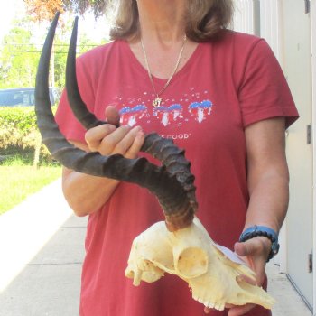 B-grade African impala skull with horns 18" for $85