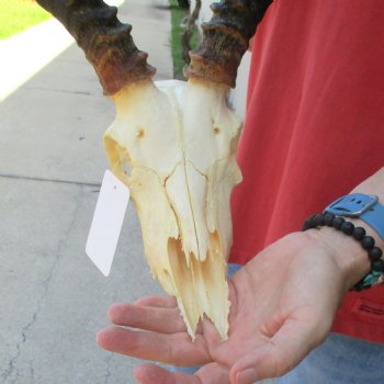 B-grade African impala skull with horns 18" for $85