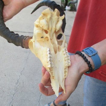 B-grade African impala skull with horns 18" for $85